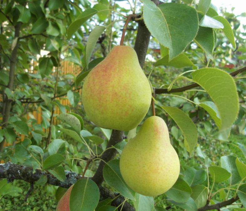 Фотография взята из источника fermoved.ru