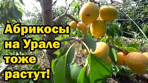 Абрикосы на Урале. Можно ли получить урожай?