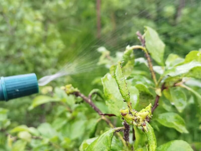 Обработка от тли