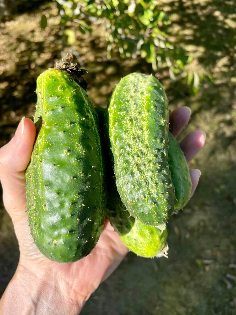 Огурцы с огорода