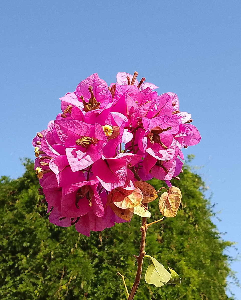 Бугенвиллея.