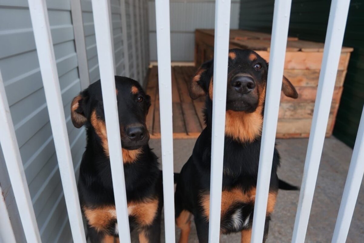    В Новом Уренгое открылся большой приют для бездомных животных
