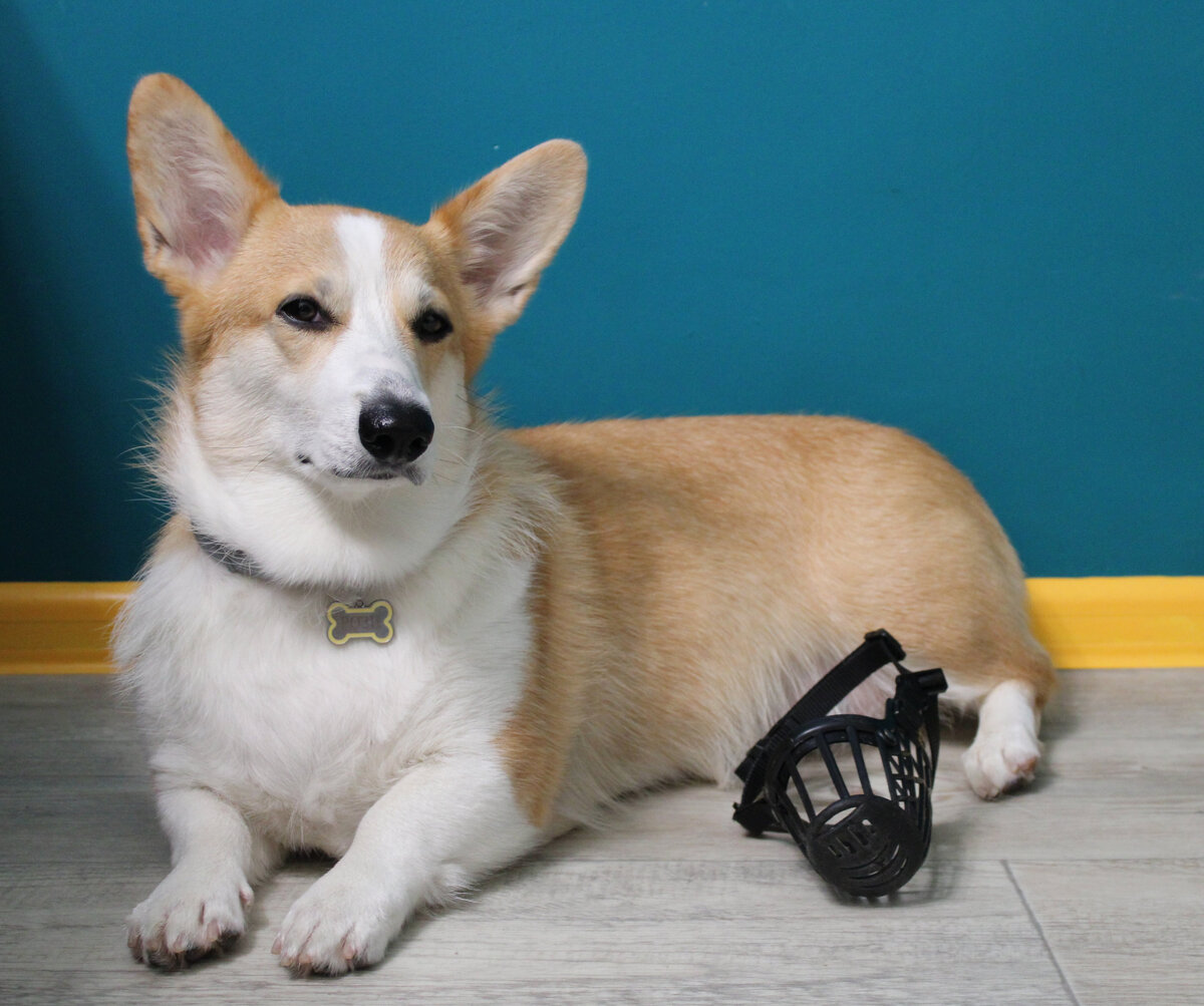 Что там по намосьникам, мышь?