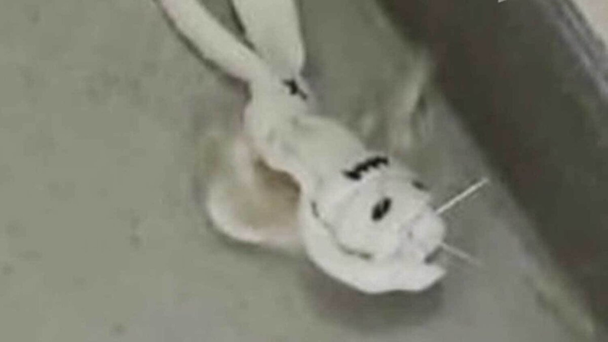 Кадр из сюжета РЕН ТВ