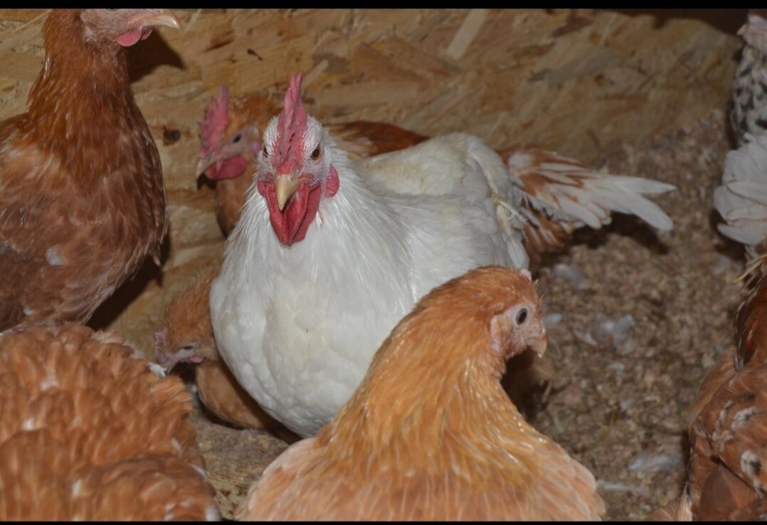 Курочки наши красотки)