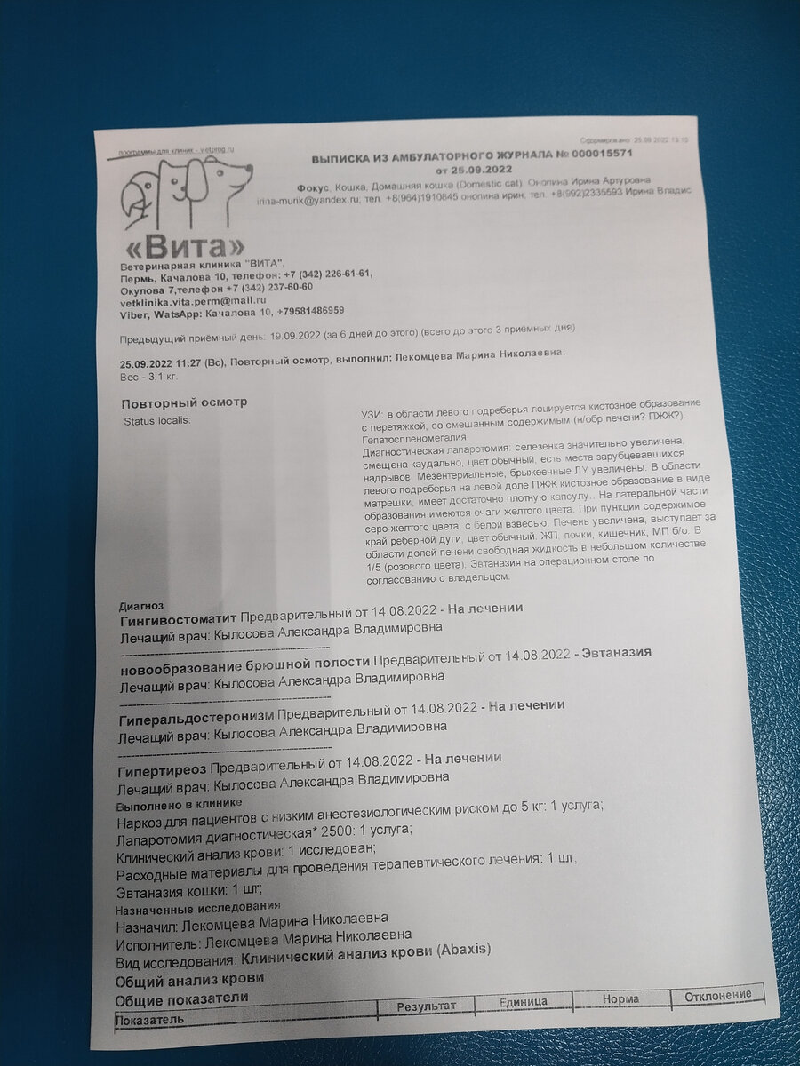 Помогите слепой кошке Ляле из приюта в Чернушке оплатить компьютерную  томографию и лечение! | ирина деккер | Дзен