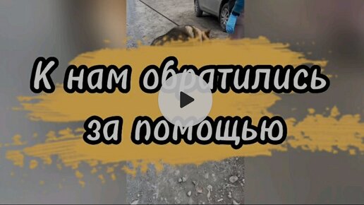 Хвостатое счастье дзен буся и баня Хвостатое счастье дзен буся и баня