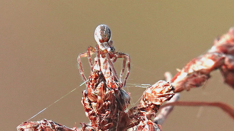 Крохотный паучок приготовился стартовать с метёлки камыша озерного.