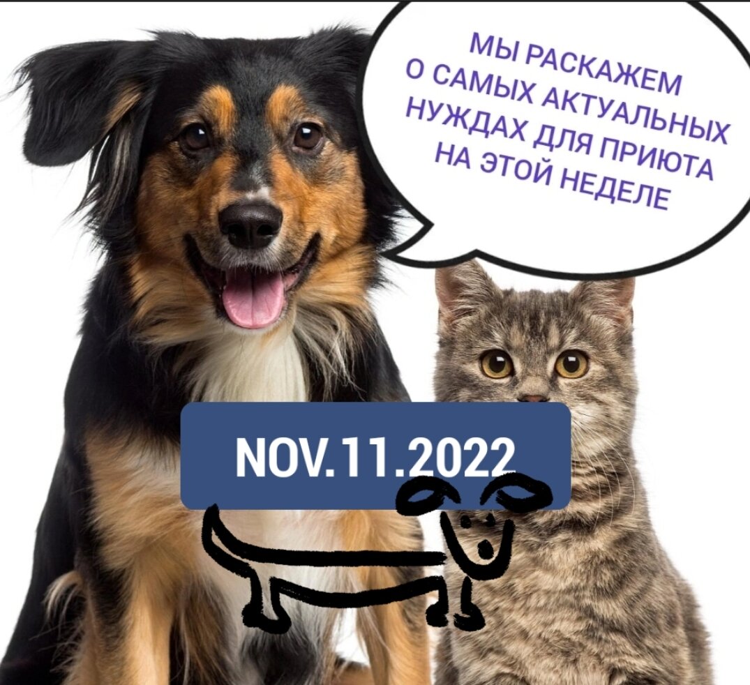 Каналы верности. Приют животных верность в смоленске. Каналы верности. Дружба спасение преданность. Каналы верности.