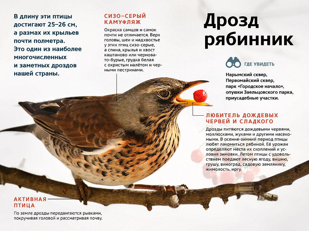 Дрозды фото птицы описание чем питается