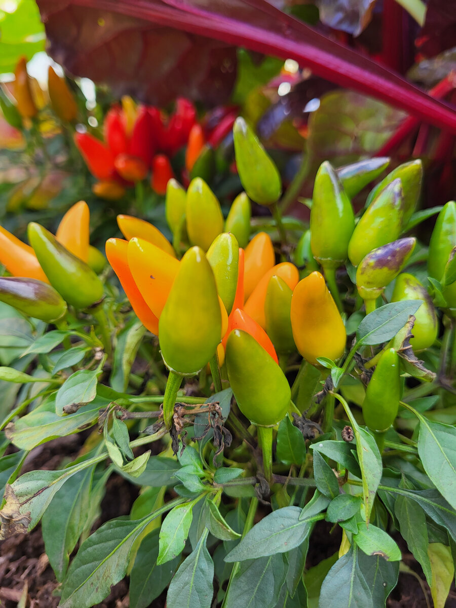 Острый перец Калейдоскоп - оранжевый