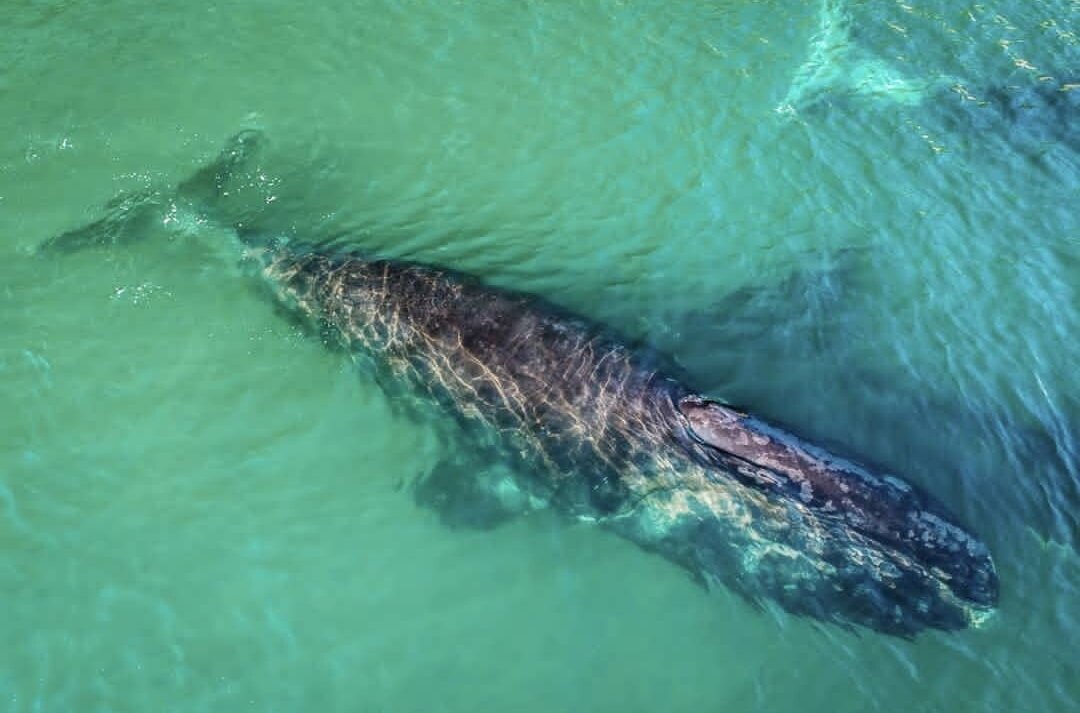 Гренландский кит