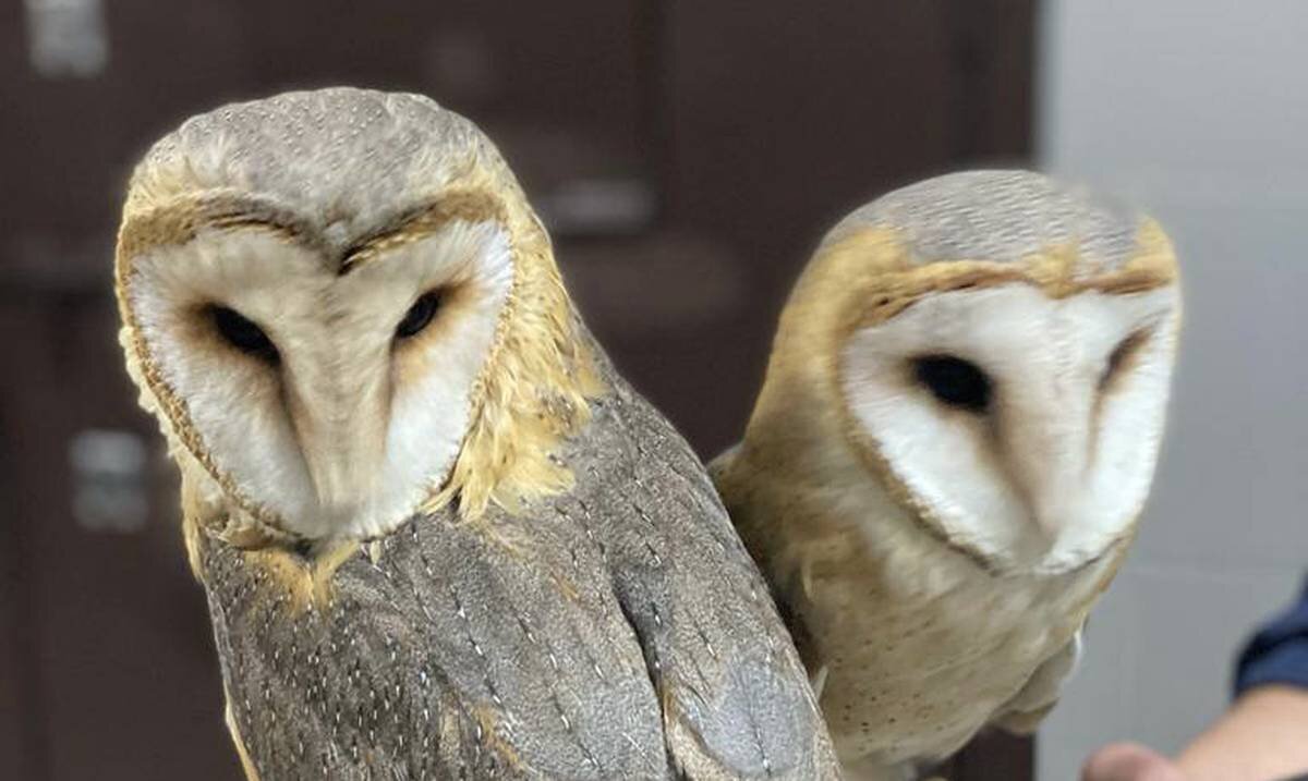 Друзья сколько сов. Сколько сов в Дижоне. Bu Owl сколько лет.