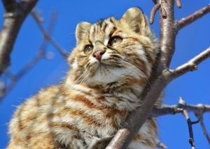    Фото: felidae-g2n.jimdofree Юлия Карягина
