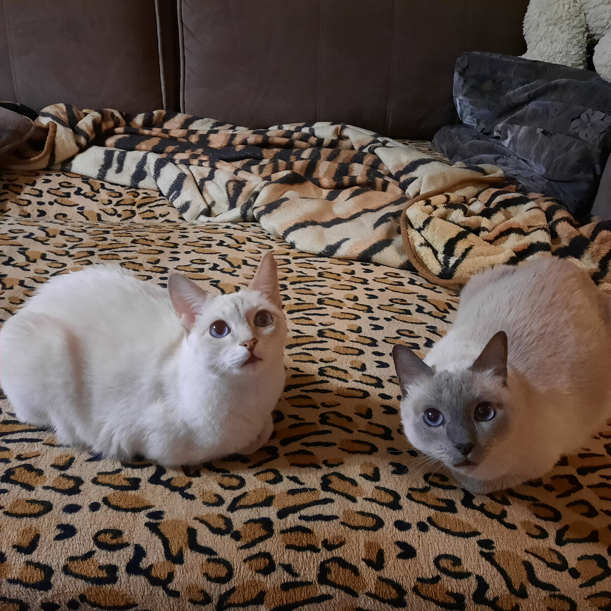 Два брата акробата)