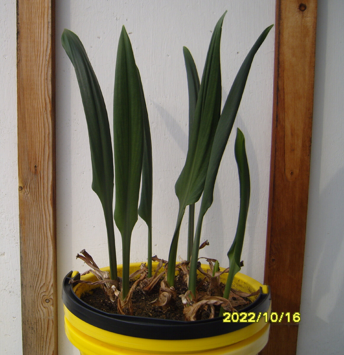 Первые зеленые листья Эухариса