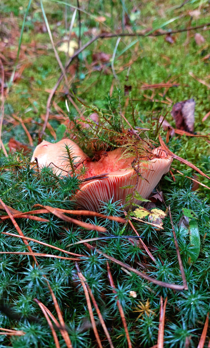 Рыжик спрятался во мхе.