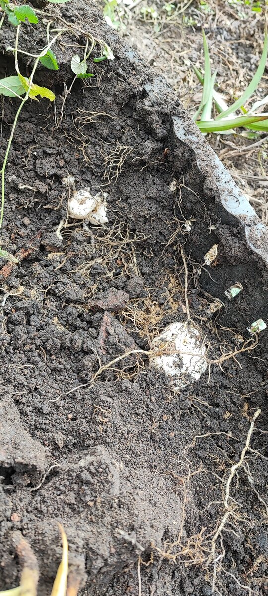 луковицы очень плотно сидят, даже намочив землю, корни травмировались при выкопке