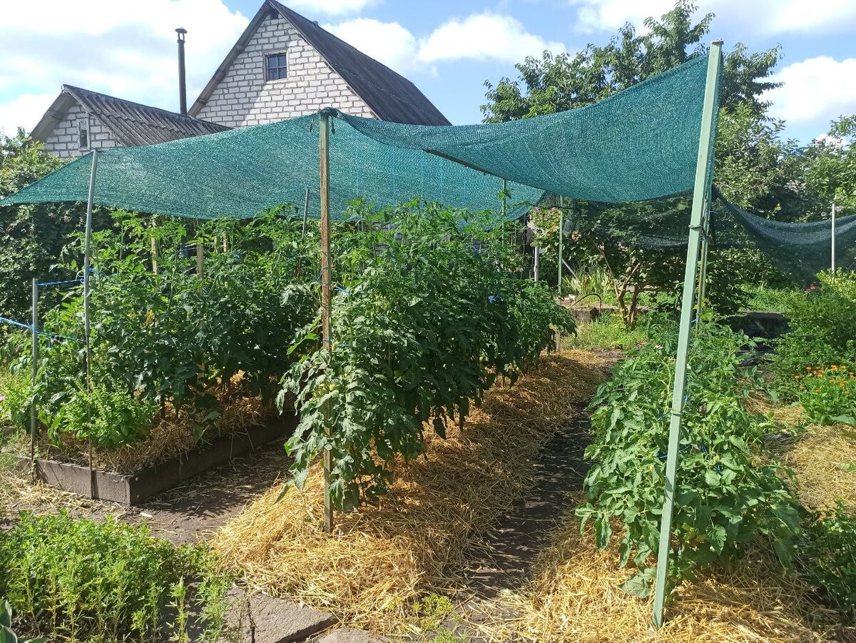 Огород подписчицы Дачного агронома 