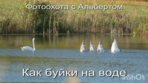 Фотоохота с Альбертом. Как буйки на воде.