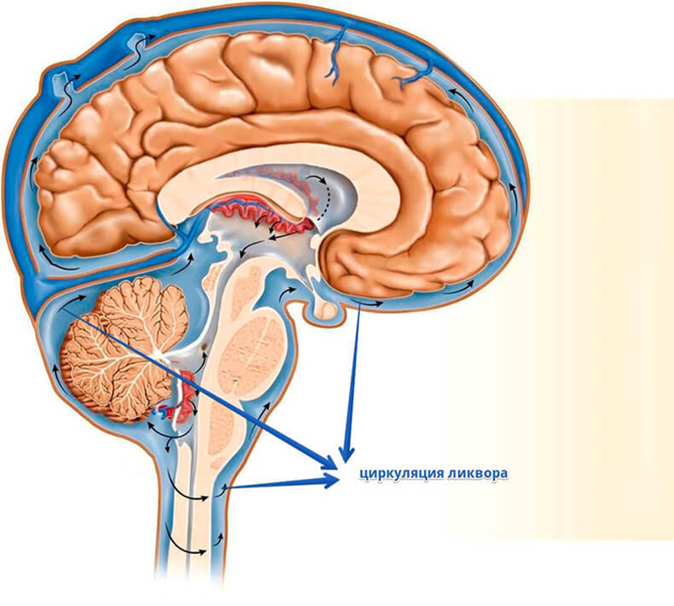 Расширение мозг. Желудочки головного мозга ликвор. Циркуляция спинномозговой жидкости в головном мозге. Строение головного мозга ликвор. Циркуляция ликвора в головном мозге.