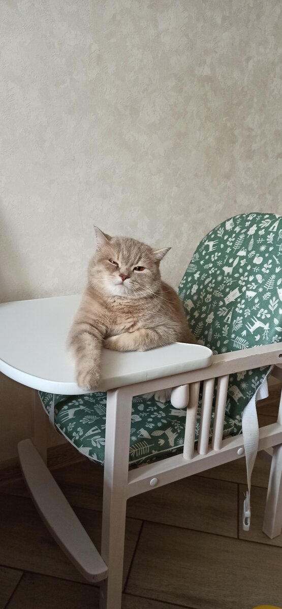 Кот в день сборки стульчика для кормления.