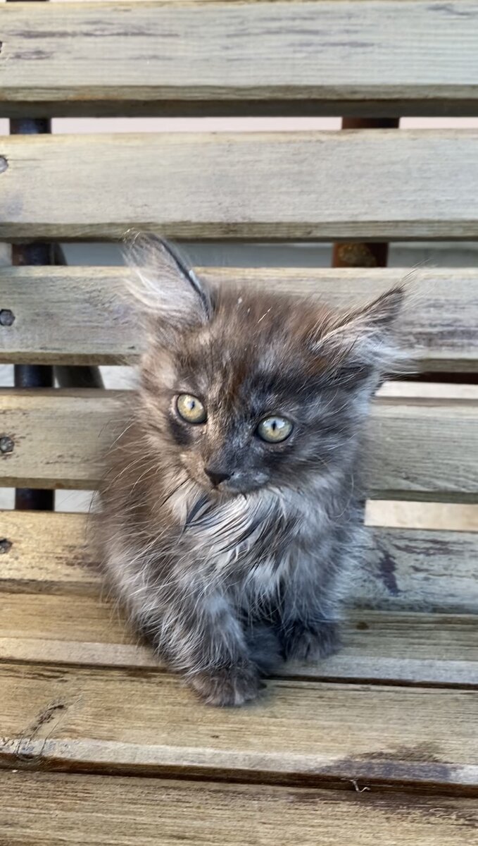 Взгляд у котёнка был очень грустный…