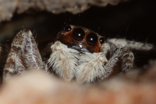    Пауки с фантастически острым зрением могут различать живое и неживое — считалось, что пауки на это не способны