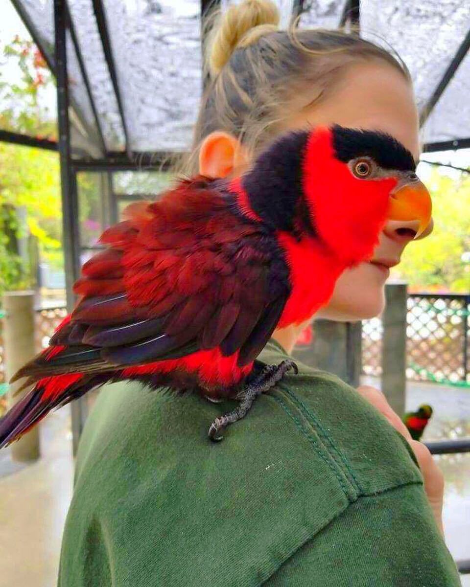 А эта птичка оказалась очень даже к лицу.