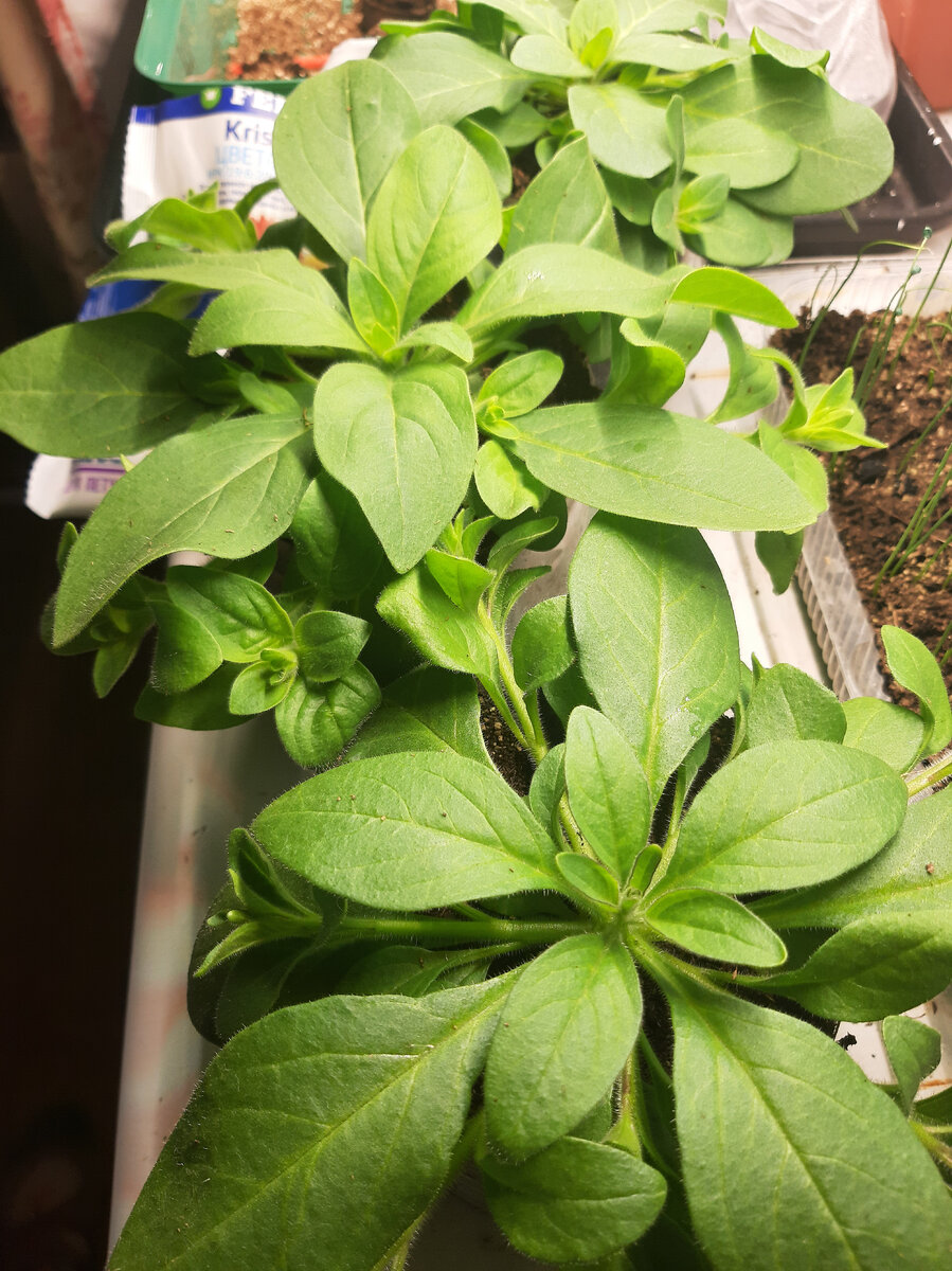 Боковые побеги я черенковала и таким образом размножала.