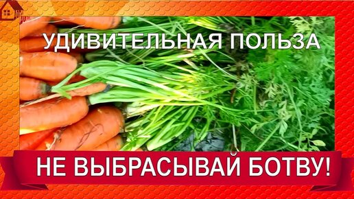 Чай из морковной ботвы польза и вред