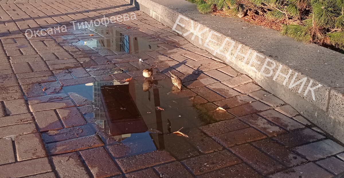 Ежедневник