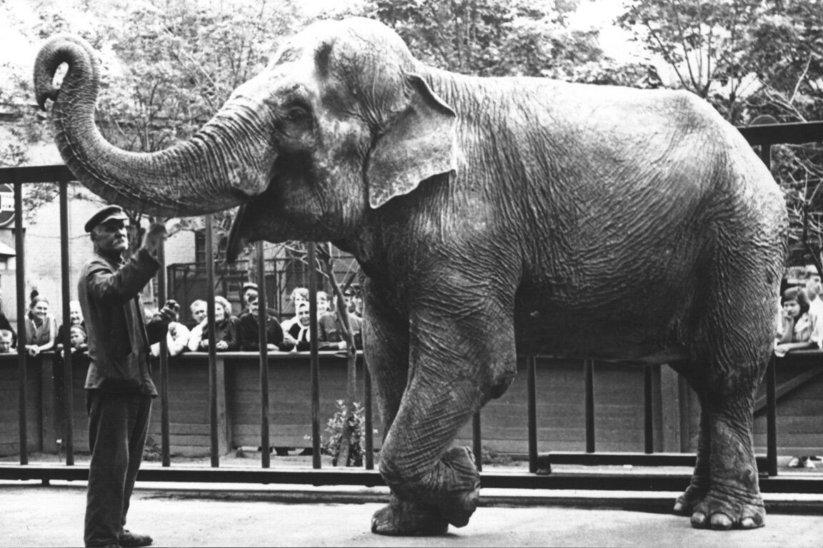 Слониха Бэтти со своим служителей. Увы, ей повезло куда меньше, чем бегемотихе Красавице: она не смогла пережить блокаду. (Исходное изображение найдено на leningradpobeda.ru).