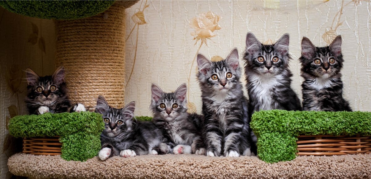 Вот такой помёт. Изобильный.:) Фото заводчицы.