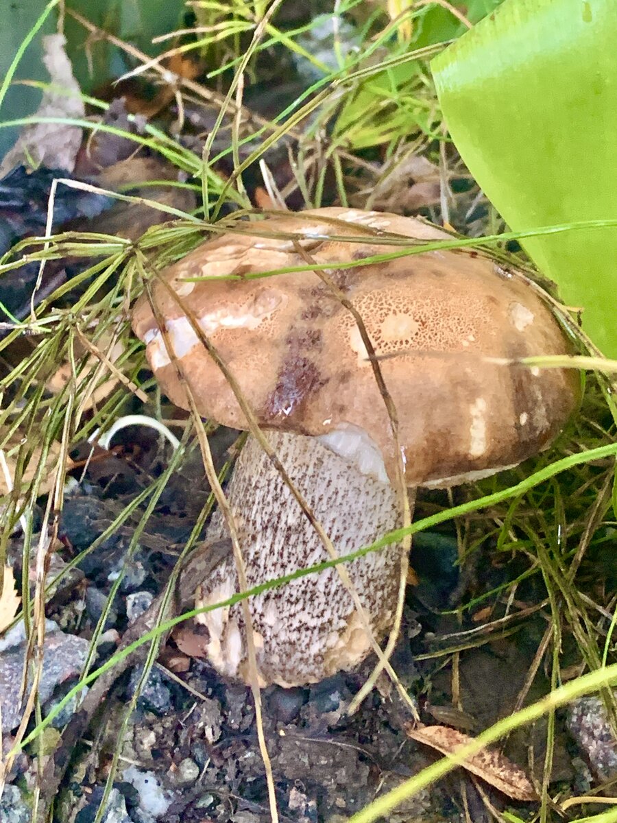 Автор фото Шальной император