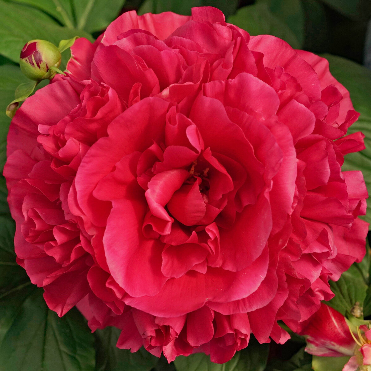 Lembrose от Swenson Garden, сорт который я очень хочу иметь