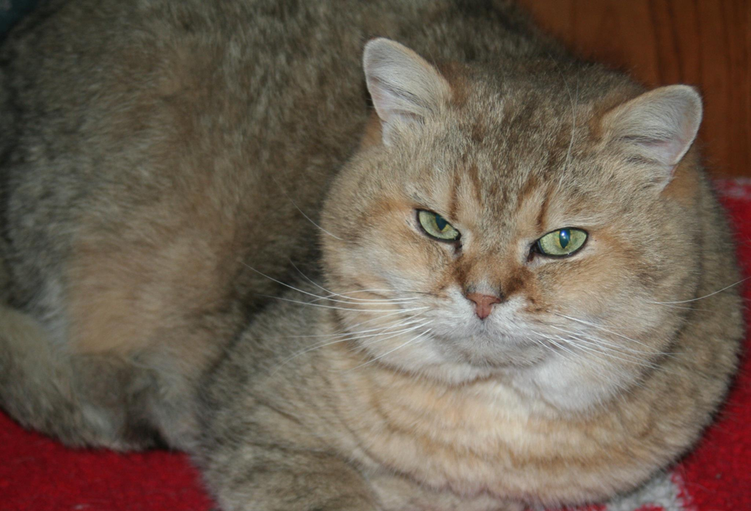 Witchwoods Havergolfglory BRI ny 12, né le 01.03.2000