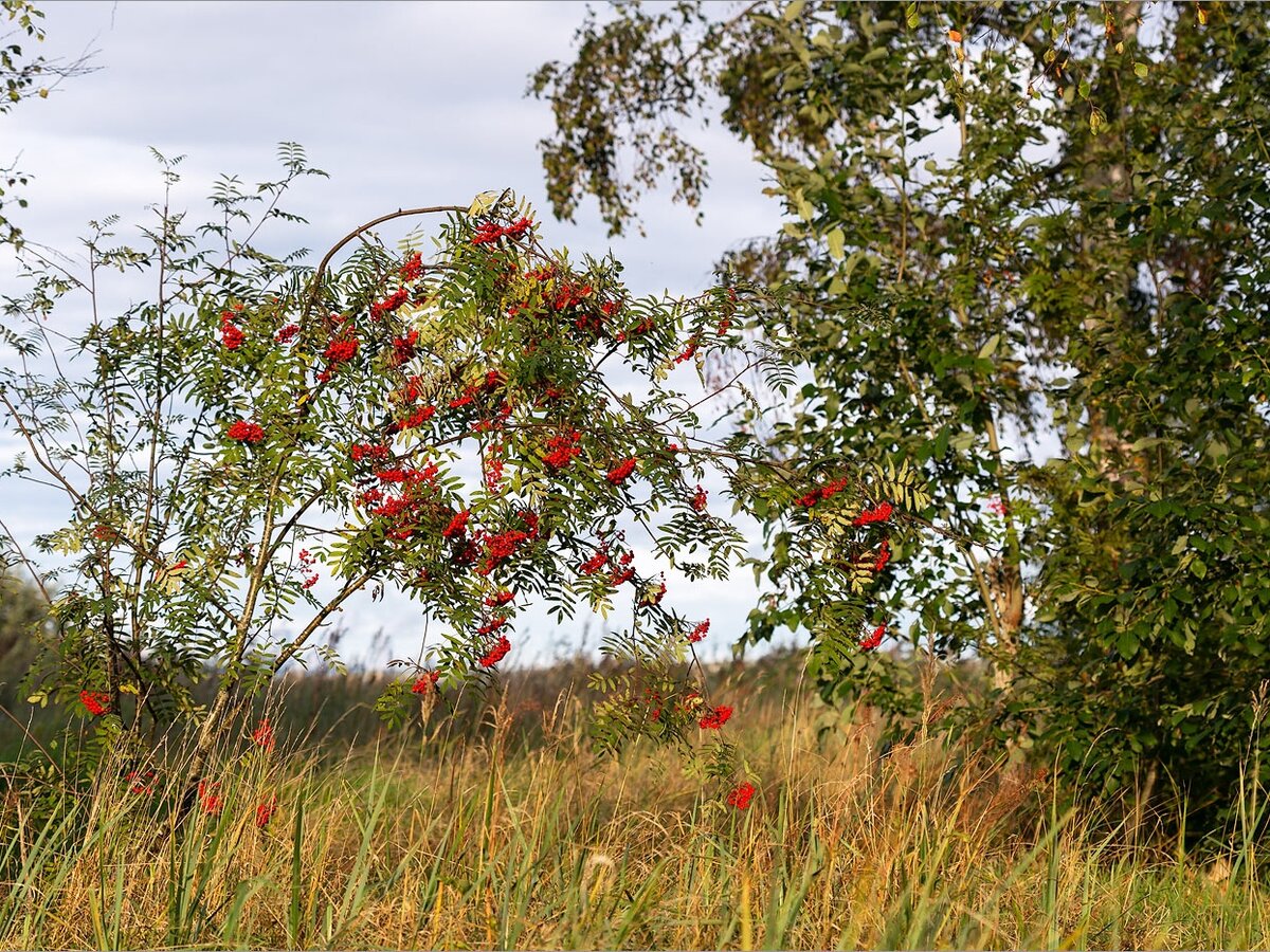 Рябина обыкновенная. Фото: Мария Новикова, plantarium.ru