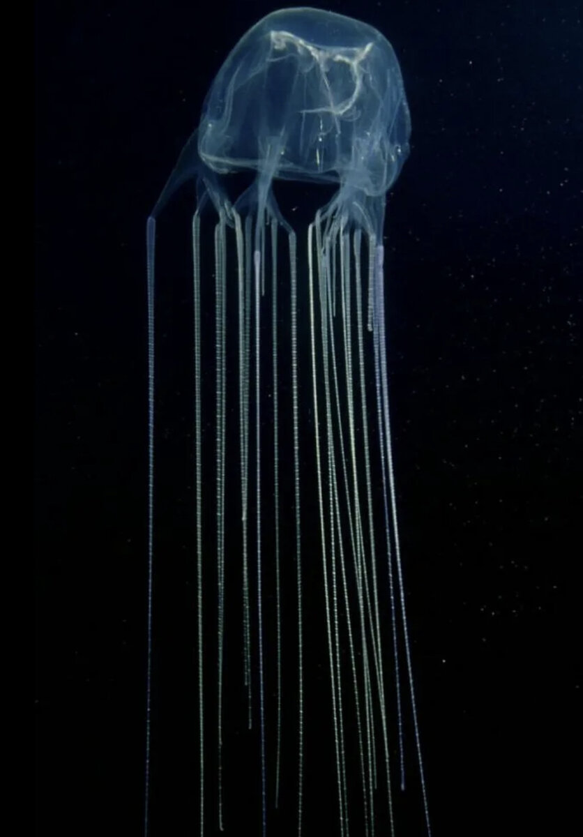 медузы на кубе