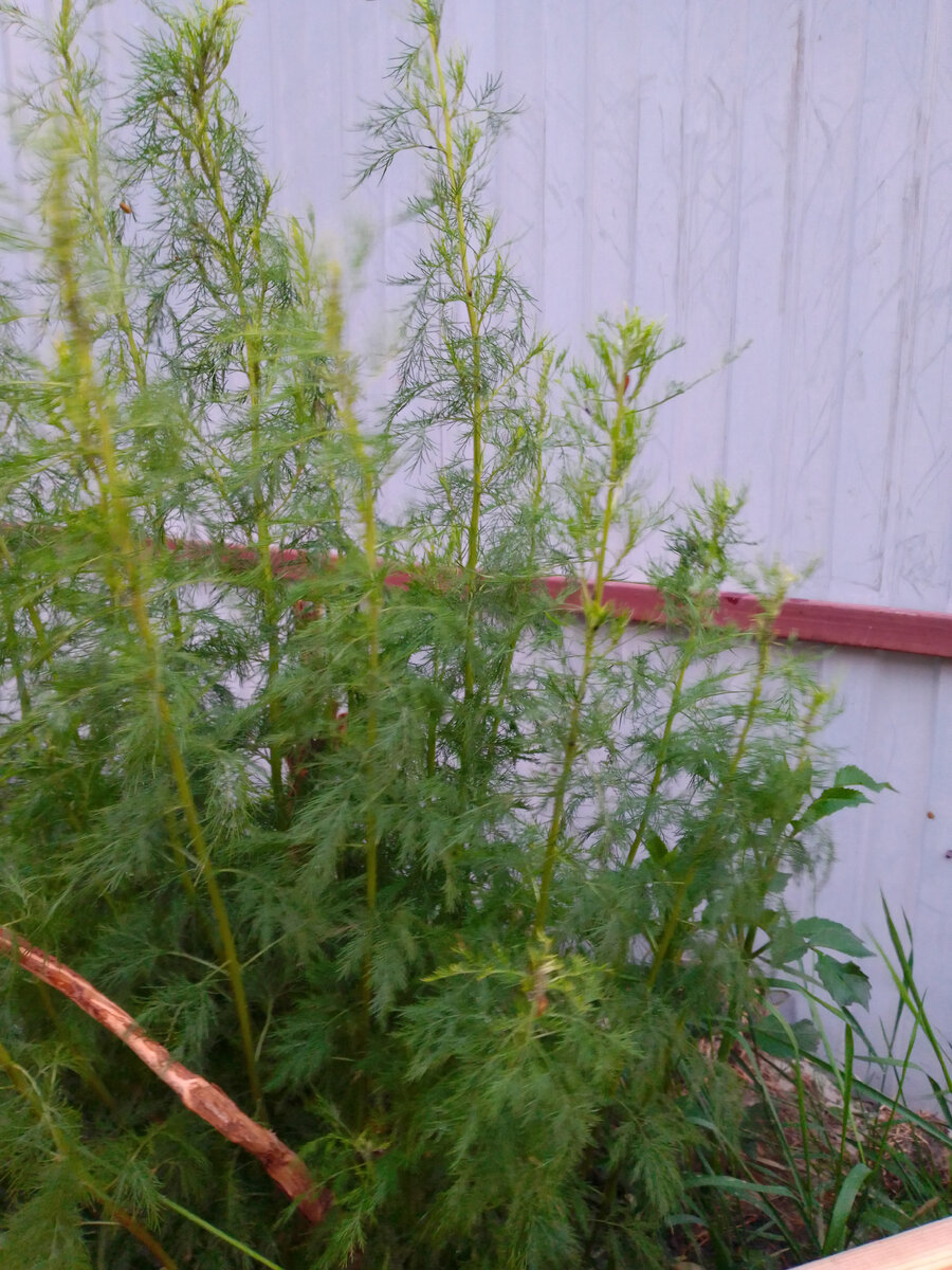 Богородичное дерево