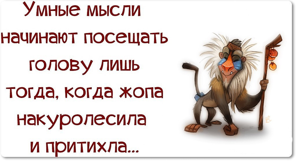 Пока голова. Приколы про мысли в голове. Смешные цитаты про мысли в голове. Афоризмы про мысли в голове. Смешные высказывания про мысли в голове.