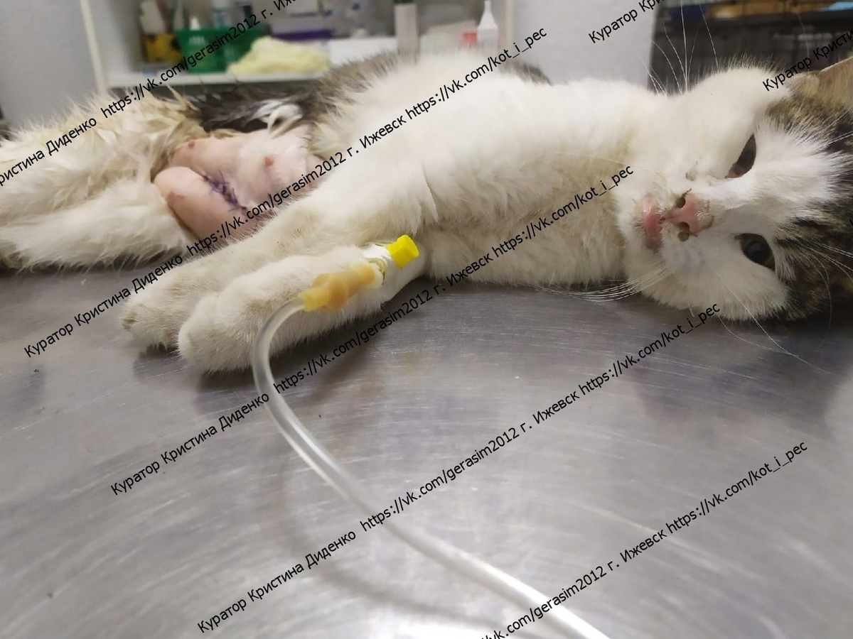 P.S. Спасибо куратору, который согласился помогать с лечением кисуни! (водяной знако оставляю чтобы никто не украл фото Аси без её согласия ;)  )