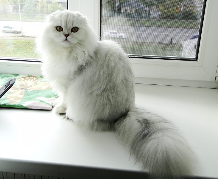 Кася на подоконнике