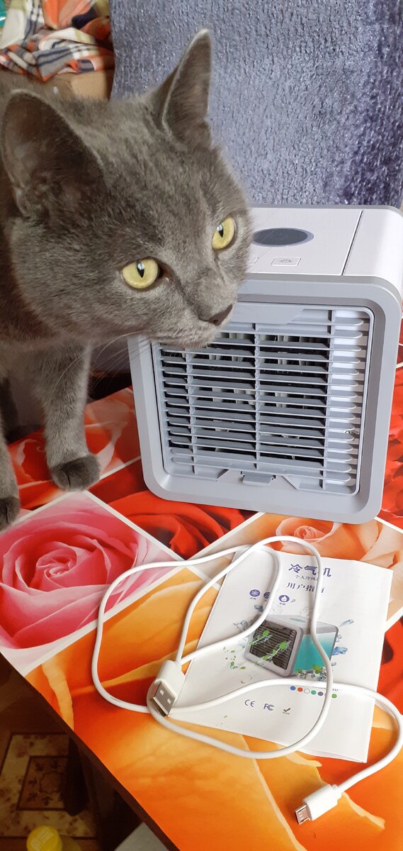 Кот в комплект кондиционера не входит)