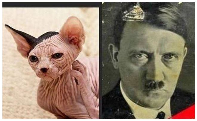 Похож на кота enveel. Люди похожие на Адольфа Гитлера. Собака похожая на Гитлера.