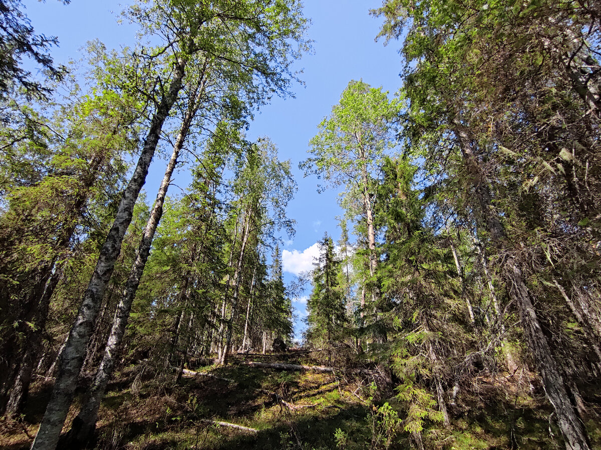 Вот так приграничная просека выглядит с пешеходной тропы, которая ведёт к вершине горы Нуорунен