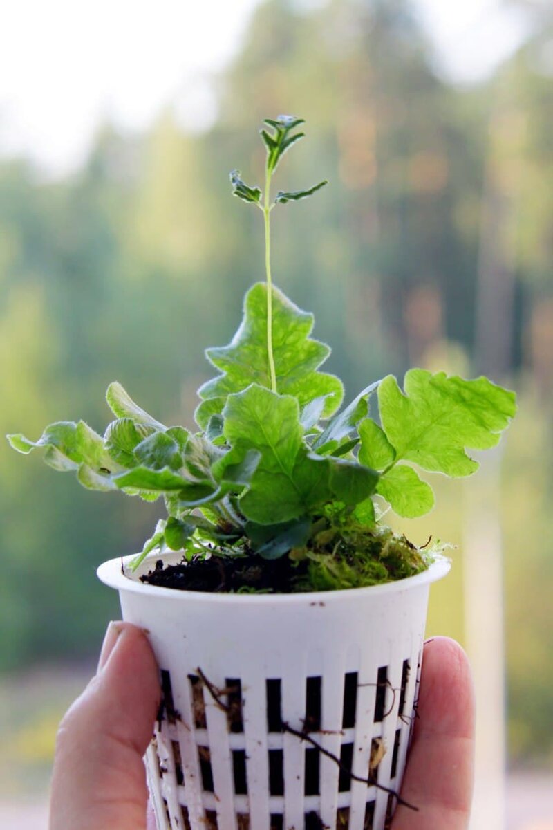     Два вида листьев: Фото автора @masteritayaplants. Растение из личной коллекции автора
