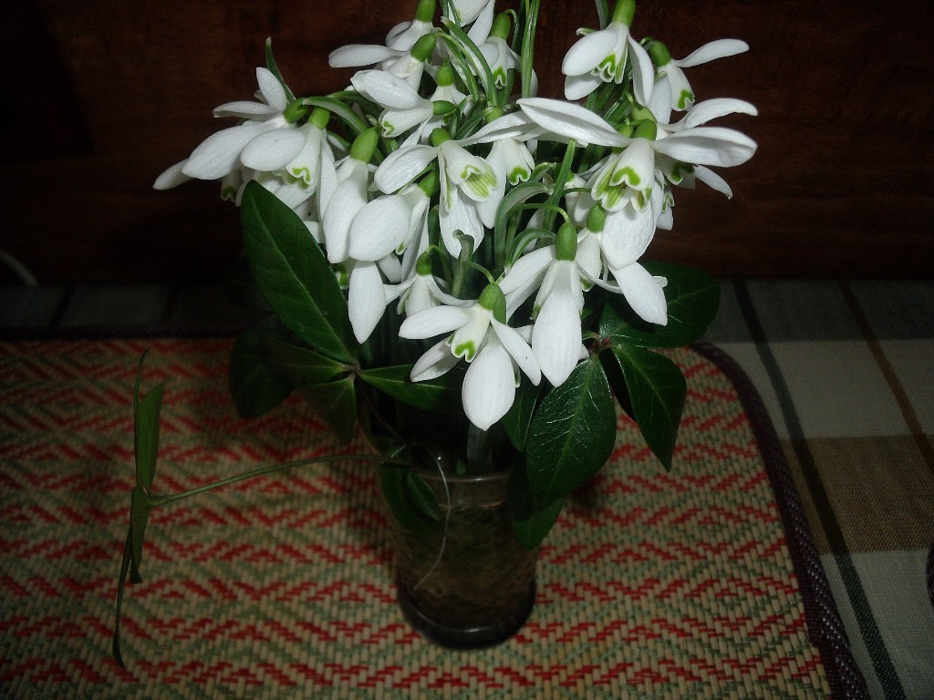 Первые цветы весны