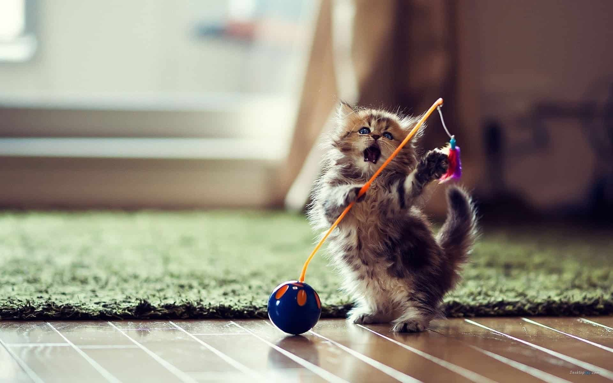 фото с сайта https://www.vetbabble.com/