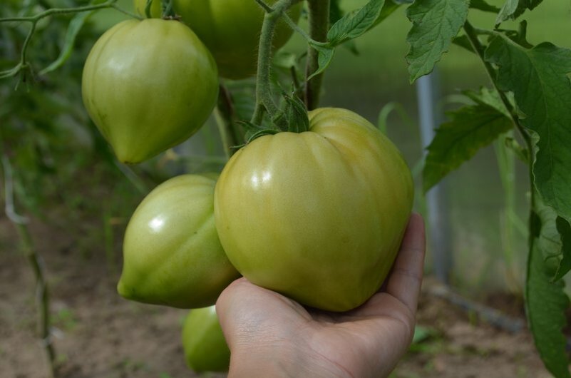 Собираю зеленые помидоры с кустов осенью.